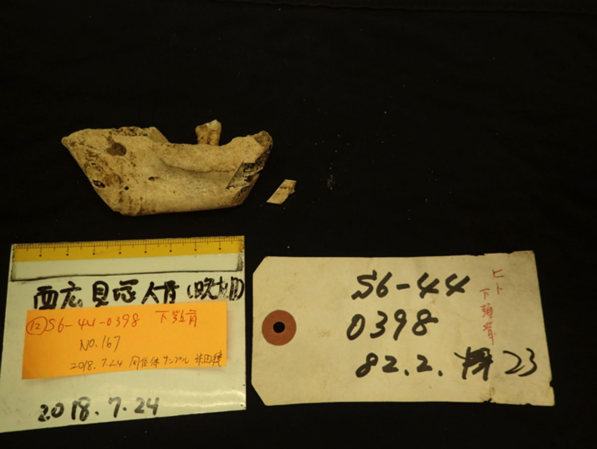 写真;西広貝塚から出土した下顎骨から切り出した分析サンプル。年代測定によっておよそ4000年前の縄文時代後期の人骨であることが分かった。